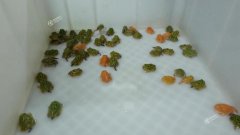 重庆男子痴迷宠物蛙 十年花近百万