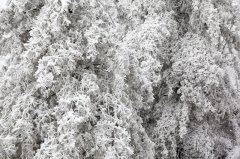 满树银花枝头挂 高山雪景美如画