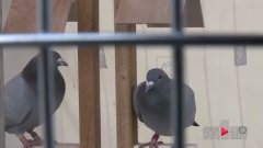 鸽棚有了棚号牌 能在公共区域搭吗？