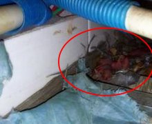 家中现离奇声响 寻声发现一堆幼崽