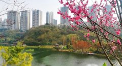 又是一年梅花开   彩云湖“梅园”邀你赏梅