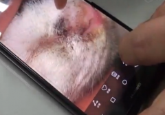 男子卖了一只猫给同事老公后  稀里糊涂被打