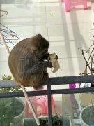 野生猕猴“窜”进城 “走亲拜友”贺新年