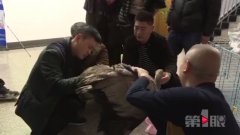 家中飞来一只“天鹅” 怎样赶都不走