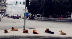 好惬意！成群“汪星人”齐聚马路中间干这事