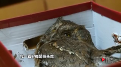 家里飞来不速之客 不吃不喝还伤人