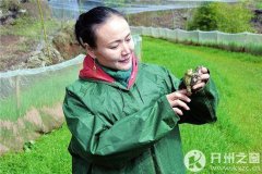 女白领辞职回乡当农民养青蛙 经常半夜赶蛇