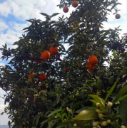 春橙树上现奇观：一边开花一边结果