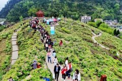 30名外国人为垫江牡丹故里“打call”
