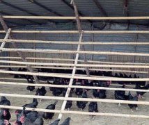 带着残疾哥哥在山上养鸡 养出了“金凤凰”