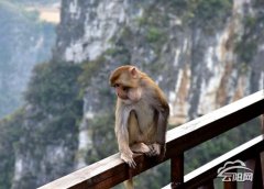 龙缸景区野生猕猴出来“巡山”啦   你碰到过吗？