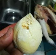 公鸡体内取出一圆形异物 凹凸不平如肉球