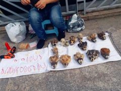 男子将十余只狗头摆地上 用红绳串狗牙