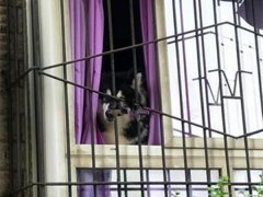 阿拉斯加窗台打望   闷声不响吓路人一跳