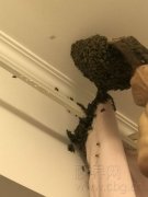 密集恐惧症慎入！新房被蜜蜂“霸占”