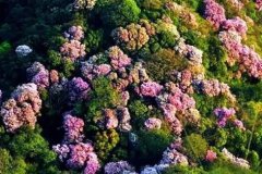 美翻了！金佛山杜鹃花盛会即将来袭