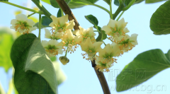 猕猴桃花次第开 花果山上添亮色