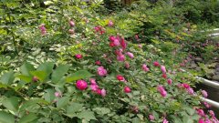 明起雷雨来袭  气温将从31℃跌至25℃