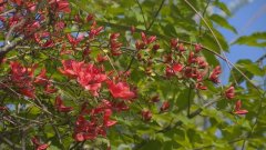 高山杜鹃如血绽放 万山红遍等你来赏