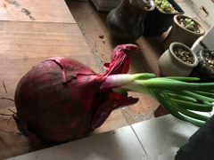 网友家中发现奇怪球状物  形态似水仙