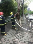 路边大树莫名燃起大火  真相竟是这样