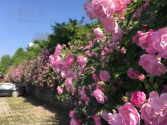 重庆一公园蔷薇盛开 现壮观“花墙”美景
