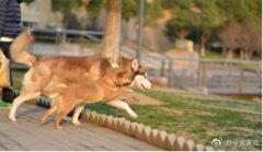 八旬老人外出散步  被突然窜出的两条大狗撞到