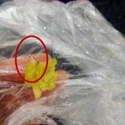 食客买的包子馅里藏钢丝 粥里还有发状物