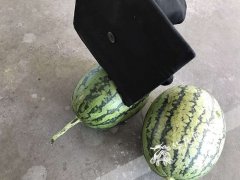 学士帽高抛可切开西瓜？ 记者亲测是真的