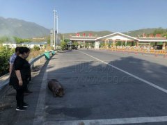 顺手牵猪！生猪掉落高速被过路司机捡走