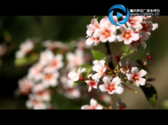 错过了桃花油菜花 你还能到酉阳赏油桐花