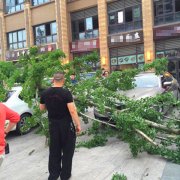 街头上演“车遭殃”  私家车被大树砸“绿”了