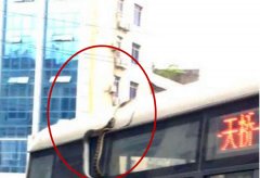 吓人！公交车车窗上竟有一条蛇