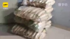 公司奇葩福利：15吨萝卜半小时内被一抢而光