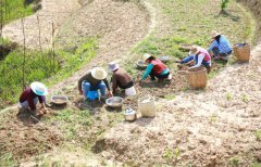 地里的种出了“金豆豆”  全村男女老少抢着挖
