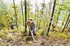 39年种下近3万棵树 男子和同事为矿山重披绿装