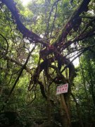 稀奇！千年古树盛开奇特紫花