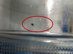 桶装水桶内壁上现黑虫 张牙舞爪令人不安