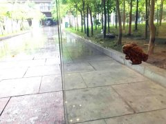 “蛙儿子”被玻璃紧紧压住 令人心疼