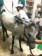 带马进宠物店洗澡引围观 网友：吃惊又新奇