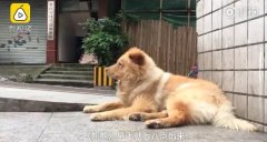重庆15岁网红狗“熊熊”：每天轻轨站等主人下班