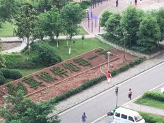 小区绿化带拼出祝福语  住户：好暖心