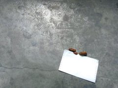 小区楼道宠物粪便未清理  业主很心烦