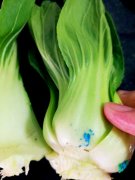 市民买菜回家清洗时 发现不明蓝色粉状物