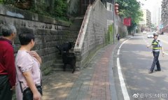 路上突然窜出两只黑山羊 过往车辆纷纷避让