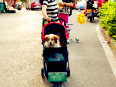 女子推“婴儿车”遛狗 画风温馨引路人张望