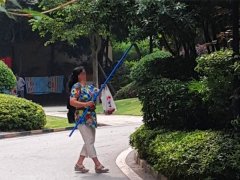 大妈们各显身手  小区内的杨梅被“一网打尽”