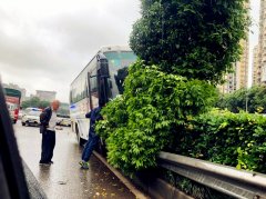 客车“骑”上绿化带  车头一片绿