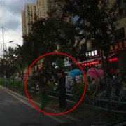 大妈不顾安危 在路边摘果子