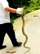 乡道上突现一条大蛇    路人单手将其擒下